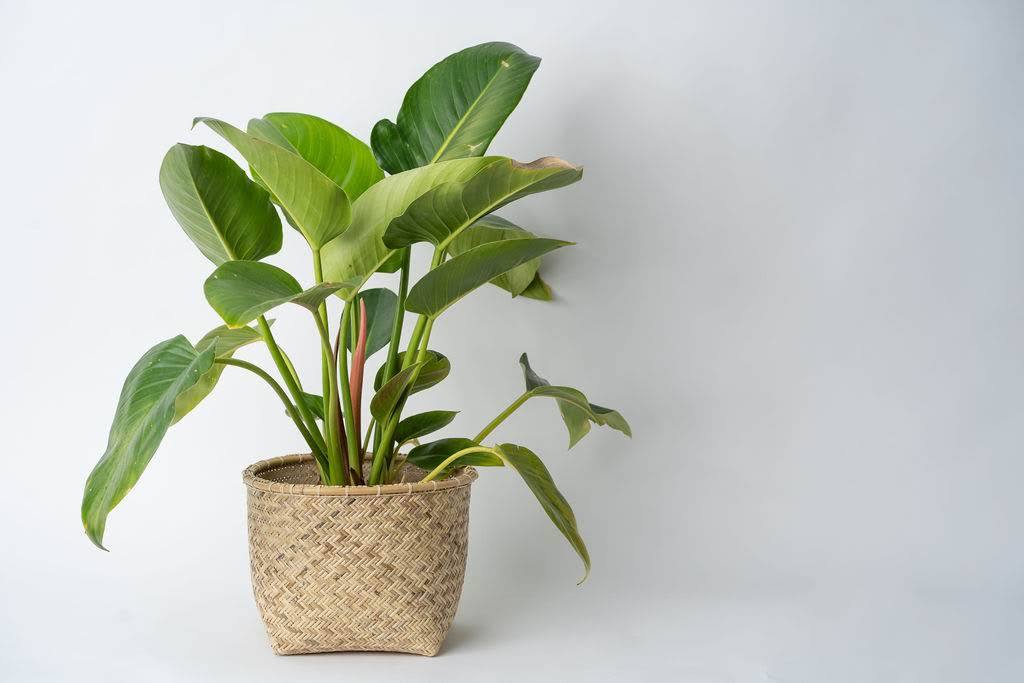 Rattan Storage Pot Basket