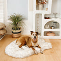 PupRug by Paw.com® Faux Fur Orthopedic Dog Bed - Curve White with Brown Accents