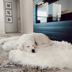 PupRug by Paw.com® Faux Fur Orthopedic Dog Bed - Curve Polar White